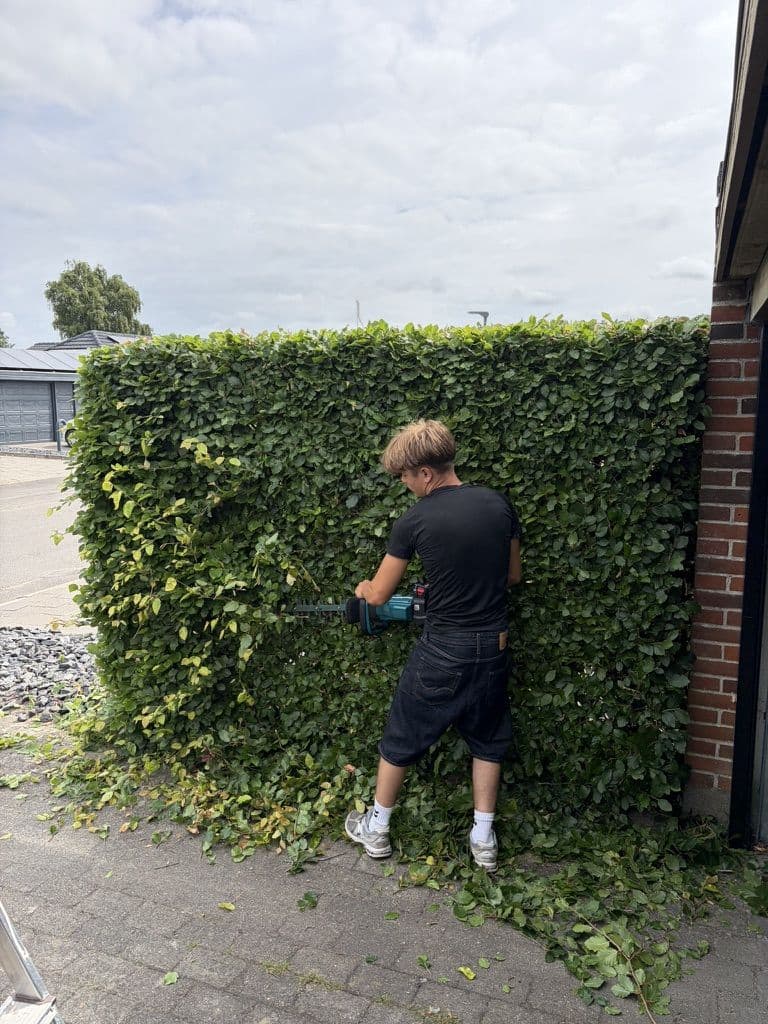 Klipning ved husmuren
