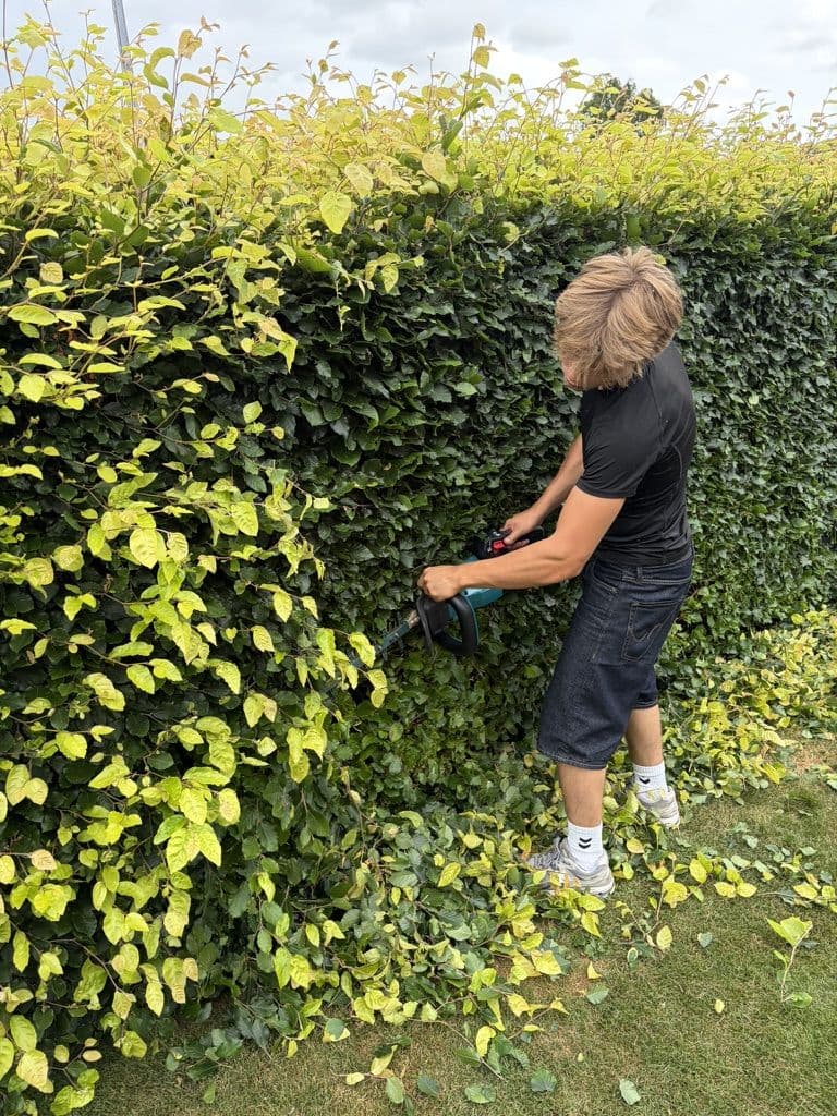 Hækkens top klippes med maskine