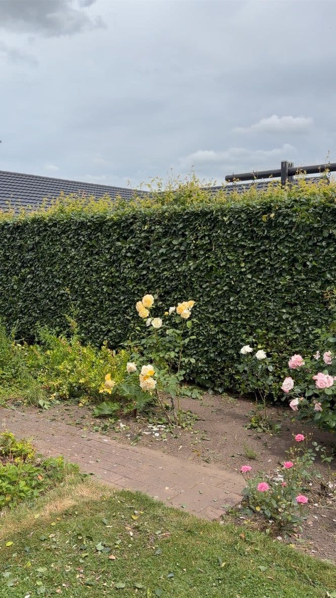Nyklippet ved rosenbedet