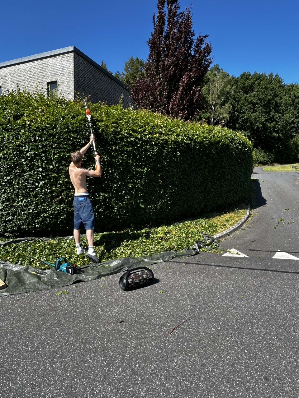 Hækklipning · liguster